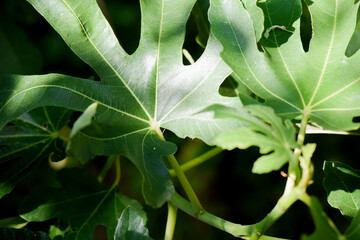 Nature background from close up of green fig leaf growing in a garden