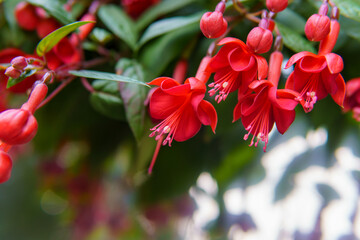 Red flowers cascade from above, bringing a soft, romantic charm to the space. Their trailing form...