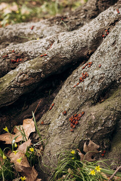 Firebugs on tree bark amid early spring flora