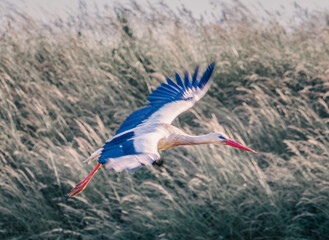 stork in flight
