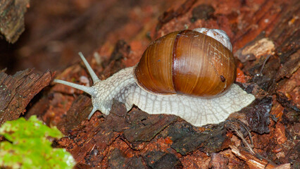 snail on a leaf