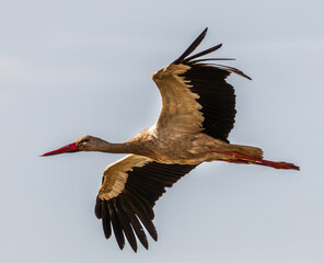 stork in flight