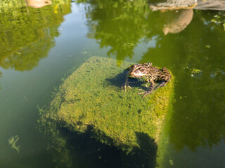 Toad or frog sitting on a stone, covered with green algae, partially in water of a pond.