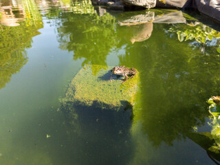 Toad or frog sitting on a stone, covered with green algae, partially in water of a pond.