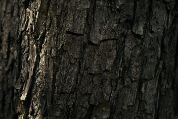 tree bark texture