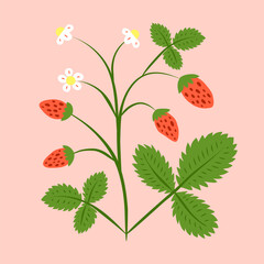 Cute hand drawn colorful blooming wild strawberries bush isolated on pink background. Cute garden or forest strawberries.