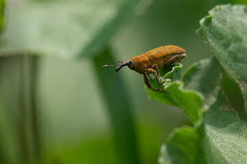 Dock Bug on Sorrel – A Lixus bardanae rests on sorrel leaf, camouflaged in detail. Nature’s strange elegance up close.