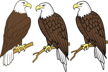 Eagle Bird Clipart Set for Wildlife Designs. High Quality Eagle Bird Clipart Collection. Detailed Eagle Bird Clipart Pack for Projects. Eagle Bird Clipart Artwork for Creative Use. Stunning Eagle Bird
