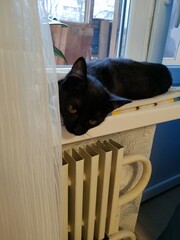 cat on the window