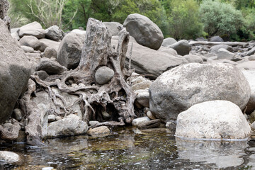 Weathered Driftwood Amongst River Rocks