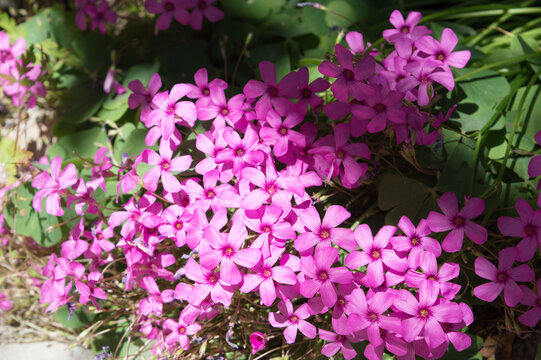 Oxalis articulata, pink-sorrel plant with beautiful vibrant pink flowers as ground cover in the garden, blooming in spring, top view