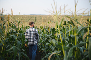 Fototapeta premium Yong handsome agronomist in the corn field and examining crops before harvesting