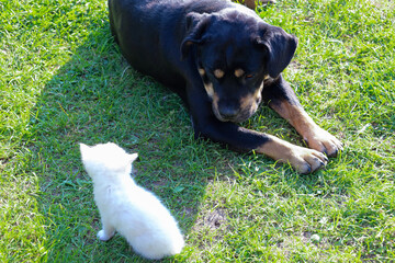 The image shows a white kitten standing and a large black dog lying on green grass, looking at its...