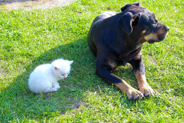 A narrative scene shows a white kitten and a large black dog lying side by side on green grass. This touching moment reflects the peaceful coexistence and calm interaction between such different domes