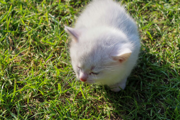 A cute white kitten with blue eyes sits on green grass, carefully examining something in front of it. Its soft fur and inquisitive expression create a touching image of a small fluffy animal.