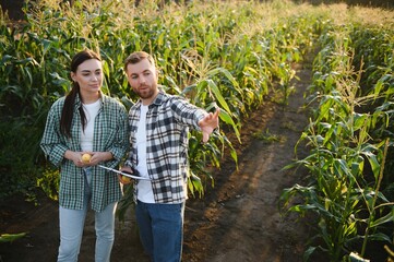 Two businessmen farmers, a man and a woman are working in a corn field