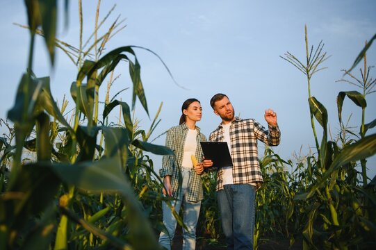 irrigation corn. two farmers work in field with corn. agriculture irrigation concept. farmers a man and woman work