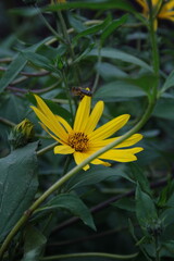 bee on yellow flower