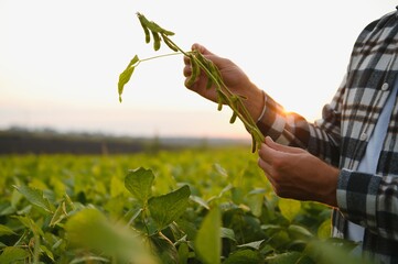 Close up of farmer hands holding soybean crop during sunset before harvest in field
