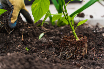 Gloved hands are engaged in planting seedlings in the ground in the spring in the garden
