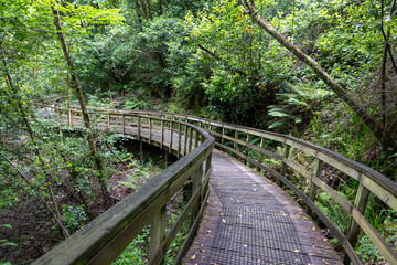 Curving Wooden Walkway Through Lush Greenery