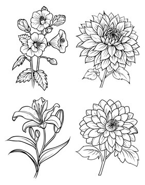 Line art of four different flowers mallow dahlia lily and chrysanthemum