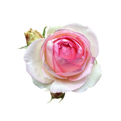 Light pink blooming delicate isolated rose flower head with bud, delicate garden flower, tender color cutout object for holiday decor, design, invitations, cards, soft focus and clipping path