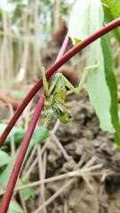 young green leaf