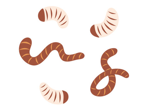 Worm, earthworms and fly maggot insect set. Fishing lure. Angling bait. Hand drawn flat vector illustration isolated on white background