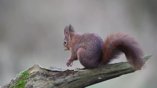 Red squirrel sits on a dead branch, cleans its feet and jumps away, european red squirrel, winter, north rhine westphalia, (sciurus vulgaris), germany