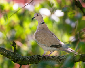 Collared dove, Streptopelia decaocto, single bird on branch, Czech Republic, Pilsen, 2025