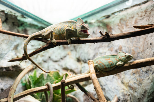 Chamaeleo calyptratus on branches in a natural habitat