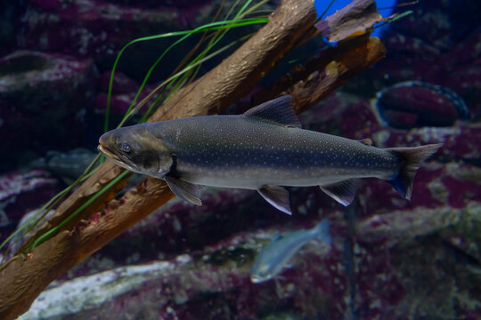 Arctic charr swimming gracefully in aquatic environment