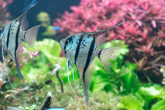 Graceful pterophyllum in a colorful aquarium