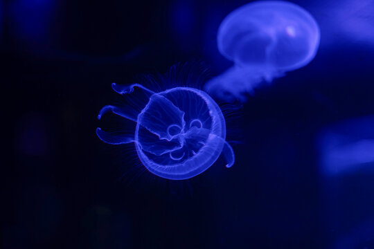 Ethereal glow of Aurelia aurita beneath the ocean