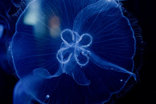 Ethereal view of Aurelia aurita in deep blue water