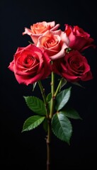 Fototapeta premium Colorful rose bouquet, dramatic black background, nature, dark, photo