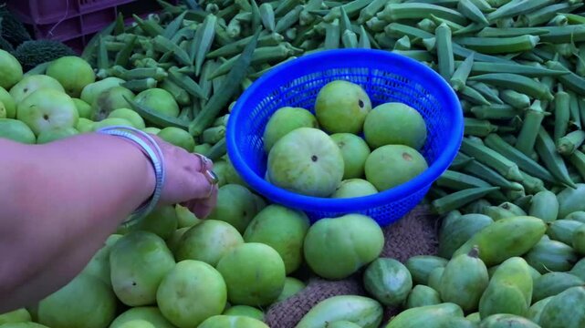 A woman is picking tinda, or apple gourds, with the camera focusing on her hands as she selects the best ones.