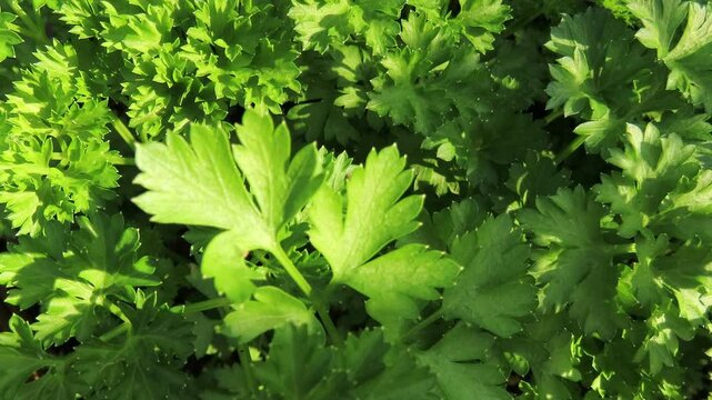 Closeup video of fresh parsley seedlings in the sunlight. Green leaves of parsley. Parsley plant in a garden.