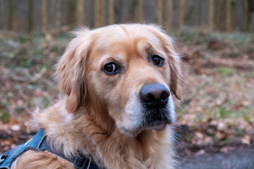 Golden Retriever enjoying a peaceful moment in nature, showcasing the beauty of companionship and...