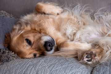 Golden retriever relaxing on a cozy couch, enjoying a peaceful moment at home, showcasing comfort and tranquility in pet care, pet lifestyle concept