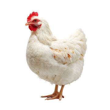 A commercial white broiler chicken with plump body and short feathers. Clean lighting for industrial farm appearance. 8K, high detail, ultra-sharp, transparent background style