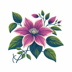 Purple clematis flower with buds  leaves digitally illustrated floral design element