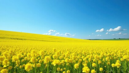Golden canola fields under a vibrant blue sky, peaceful, landscape, sunlight