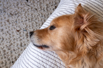 Golden retriever relaxing on a cozy couch, enjoying a peaceful moment at home, showcasing the...