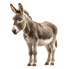 Obraz premium A gentle grey donkey standing upright with big ears pointed forward, short fur detail visible across the body, and soft brown eyes. 