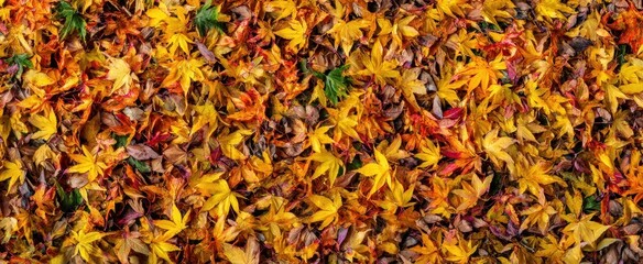 The Colorful Tapestry of Autumn Leaves Covering the Ground