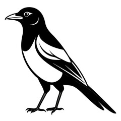bird vector illustration