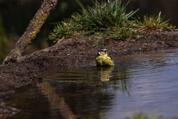 Blue tit standing alert in the middle of a bath, surrounded by earthy tones and pine-like plants.