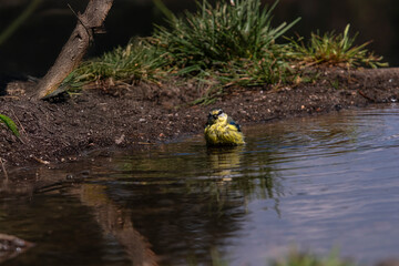 Wet blue tit in mid-bath with upright posture, showing fluffed feathers and clear reflections on